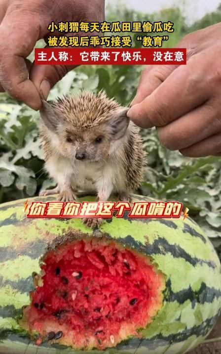 吃瓜小动物,揭秘动物界的“八卦”达人