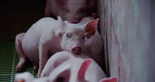 猪吃瓜火吗,揭秘动物界的“美食风尚”