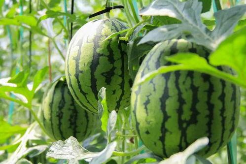 免费共享吃瓜,畅享夏日清凉时光