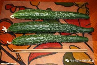 瓜爸瓜妈吃辣,瓜爸瓜妈的麻辣饮食之旅