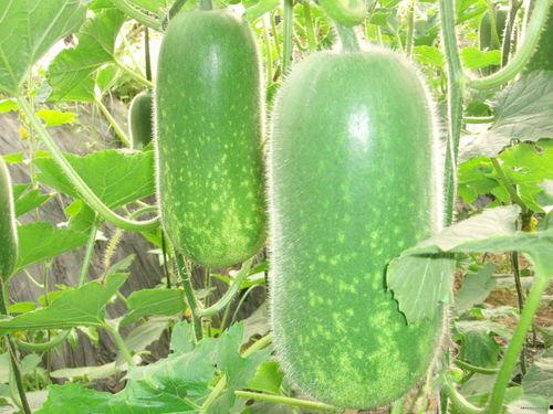 菌烨吃瓜图,揭秘娱乐圈幕后风云