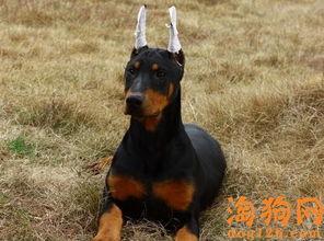 杜宾犬可以吃瓜吗,杜宾犬能否享用夏日清凉瓜果?