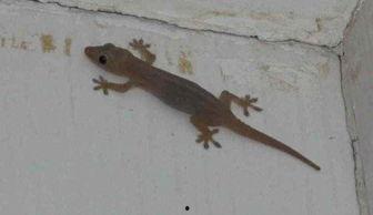 壁虎吃不吃小白瓜,揭秘它们对小白瓜的喜好之谜