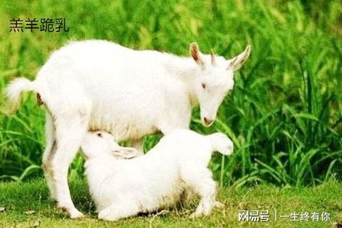 小羊的吃瓜日记,趣味生活点滴