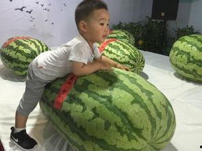 青浦吃瓜群众事件,一场网络舆论的风波与反思