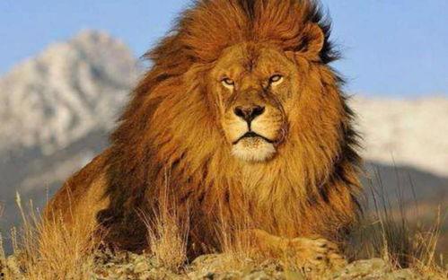 吃大瓜的狮子,揭秘丛林中的神秘美食之旅