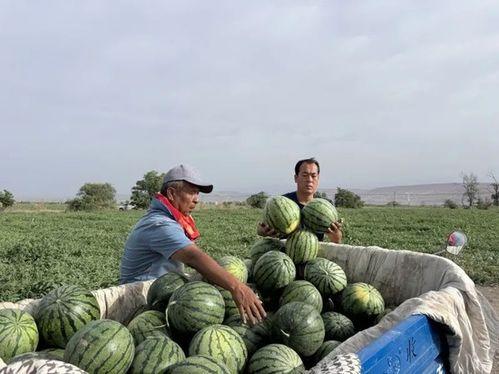 吃瓜碎尸,吃瓜碎尸案背后的惊人真相