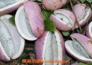 青皮八月瓜怎么吃,青皮八月瓜的多样食法探索