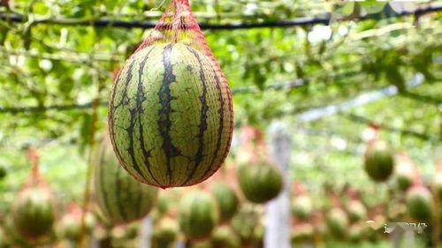 静思湖吃瓜,瓜香四溢，夏日悠闲时光