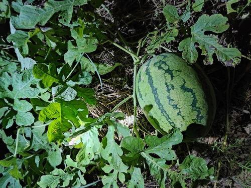 爷爷在地里吃瓜,岁月静好时光