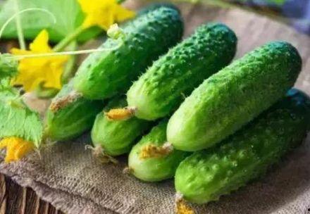 立秋后的八角瓜可以吃吗,立秋后八角瓜的食用指南