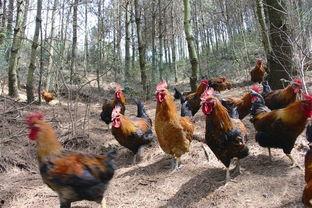 怎么防止山鸡吃瓜,揭秘防止山鸡偷食瓜果的高效策略