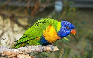 鹦鹉可以吃瓜菜么,瓜菜在鹦鹉食谱中的角色